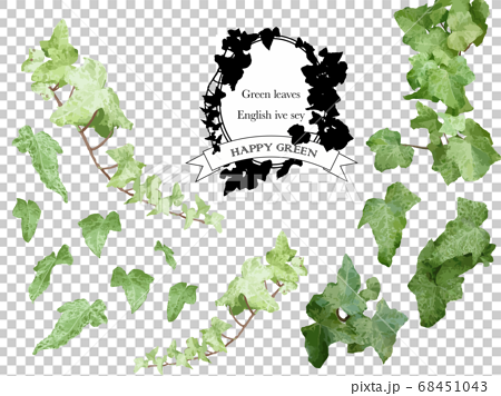 Green Leaf English Ivy Set Stock Illustration
