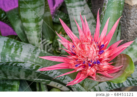 Blooming urn plant, beautifull full bloom 68451121