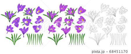 Hand drawn mauve, lilac and monochrome crocus 68451170