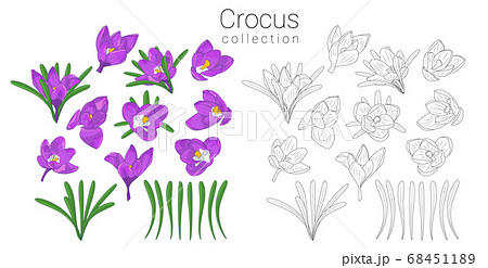 Hand Drawn Mauve And Monochrome Crocus Flowersのイラスト素材