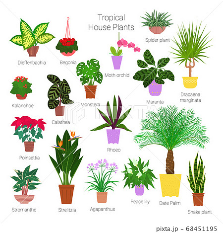 Colorful set of various potted tropical 68451195