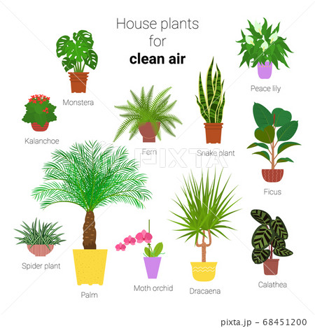 Colorful set of various potted houseplants for 68451200