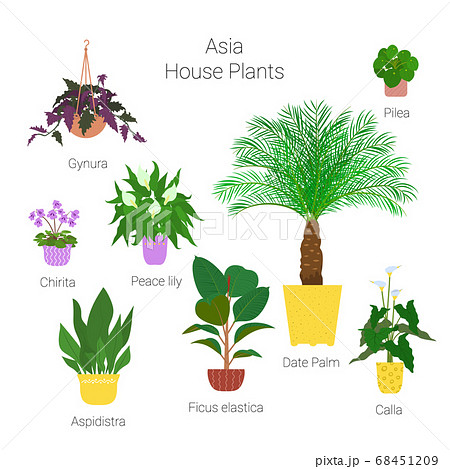 Colorful set of various potted asian houseplants. 68451209