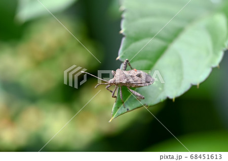 ホオズキカメムシ 68451613
