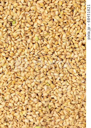 ごはん イネ 米 68451621