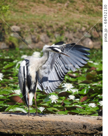 羽繕いする大型のサギ「アオサギ」 羽繕いする大型のサギ「アオサギ」 68452130