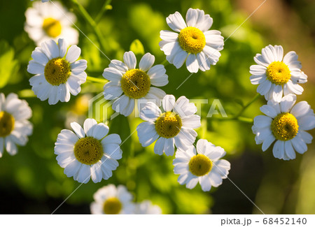 Chamomile flowers on a meadow in summer 68452140