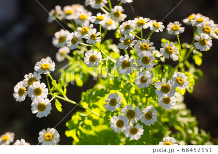 Chamomile flowers on a meadow in summer 68452151