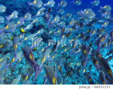 ノコギリダイの群れ 68452153