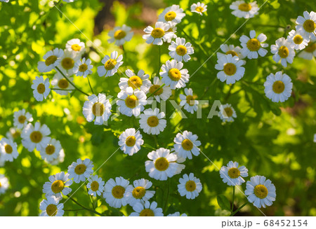 Chamomile flowers on a meadow in summer 68452154