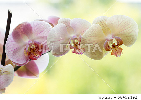 Romantic variegated branch of orchid on Romantic variegated branch of orchid on 68452192