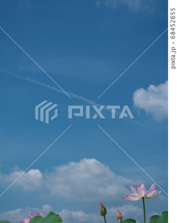 蓮と飛行機雲 蓮と飛行機雲 68452655