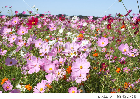 青空の下に広がるコスモス畑　益子町 68452759