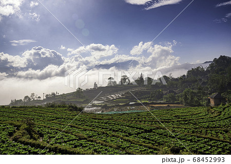 Rice field terraces. Mountain view in the clouds. 68452993