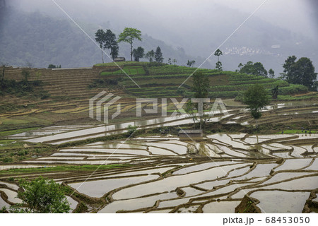 Rice field terraces. Mountain view in the clouds. 68453050