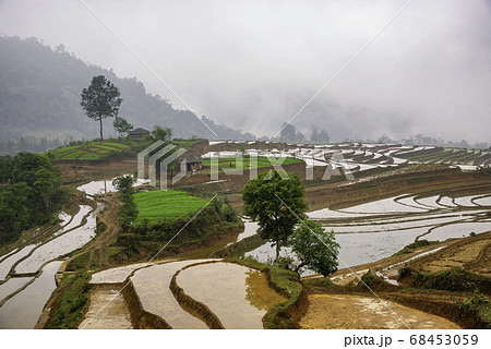 Rice field terraces. Mountain view in the clouds. 68453059