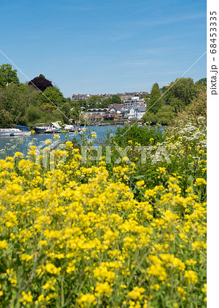 リッチモンドを流れるテムズ川と菜の花 イギリス リッチモンドを流れるテムズ川と菜の花 イギリス 68453335