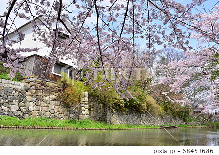 近江八幡の桜と古くから続く街並み 68453686