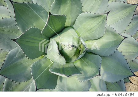 多肉植物アガベの鋭い葉 68453794