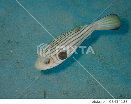 スジモヨウフグ 68454183