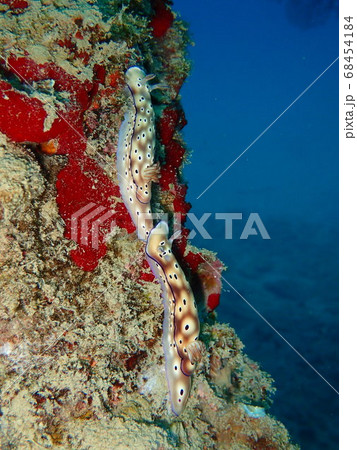 マダライロウミウシの追尾行動 68454184