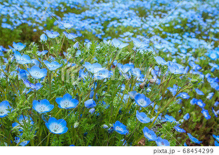 ネモフィラ畑 68454299