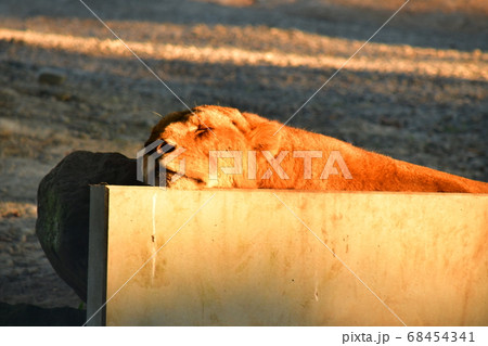 夕方うたた寝するライオン 68454341