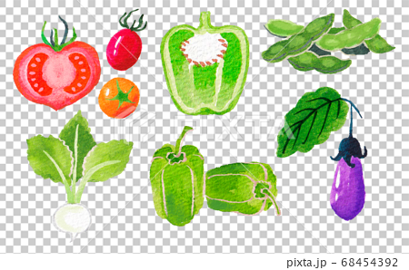 いろいろな野菜と断面図のイラスト素材