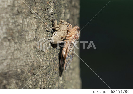 羽化直後のセミ 68454700