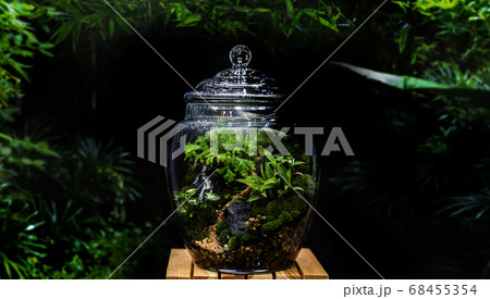 green garden collection in greenhouse of glass 68455354