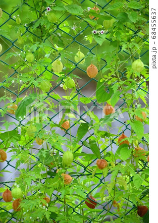 フウセンカズラ 68455637