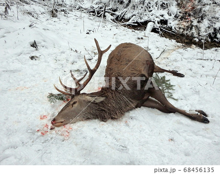 Caught deer in winter Caught deer in winter 68456135