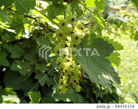 Green immature fruits of currant 68456159