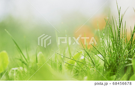 natural green background with selective focus. 68456678