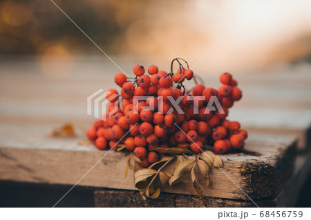 Rowan berries on a wooden surface close-up. Autumn fruits, harvest 68456759