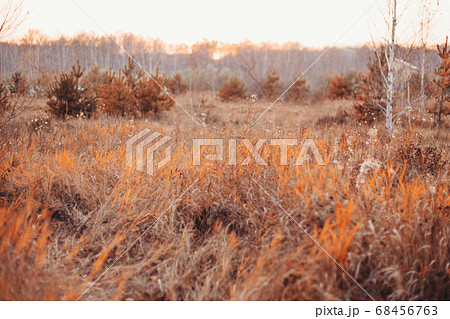 dry grass, scorched earth. Drought as a threat of forest fires. Autumn period, harvest time, preparation for winter dry grass, scorched earth. Drought as a threat of forest fires. Autumn period, harvest time, preparation for winter 68456763