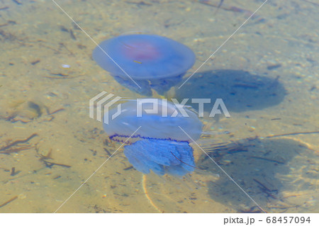 Rhizostoma pulmo Rhizostoma pulmo 68457094