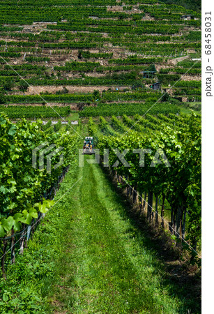 Tractor During Work In Green Vineyard With Terrace In Wachau Danube Valley In Austria 68458031