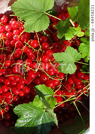 摘み取った真っ赤なフサスグリの実と緑の葉、木の実 68458231