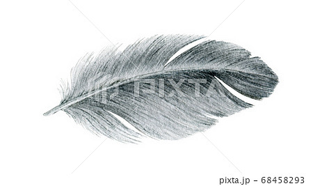 Bird grey feather watercolor realistic image.  68458293