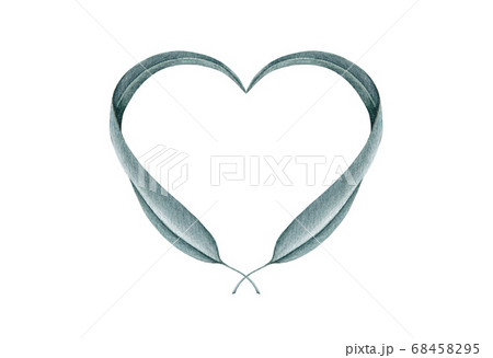 Eucalyptus heart shape leaves watercolor image. 68458295