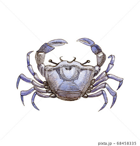 Sea crab watercolor painted illustration.  68458335