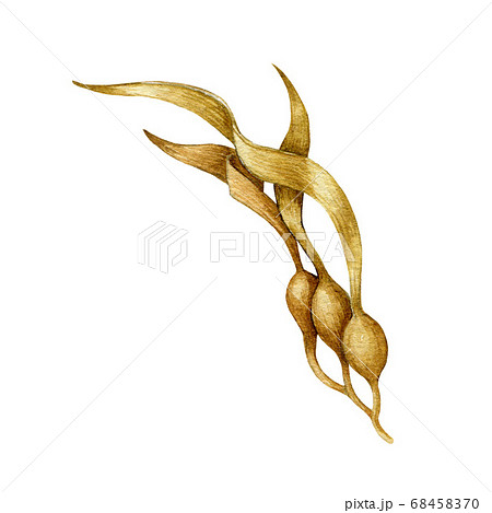 Seaweed laminaria watercolor illustration.  68458370