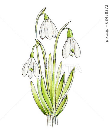 Snowdrop Flower Watercolor Image のイラスト素材