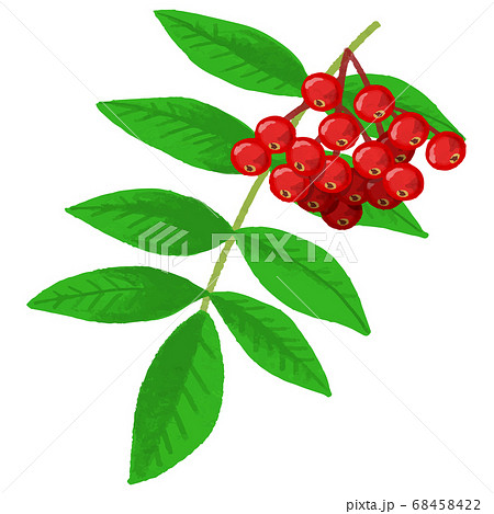 ナナカマドのイラスト 68458422