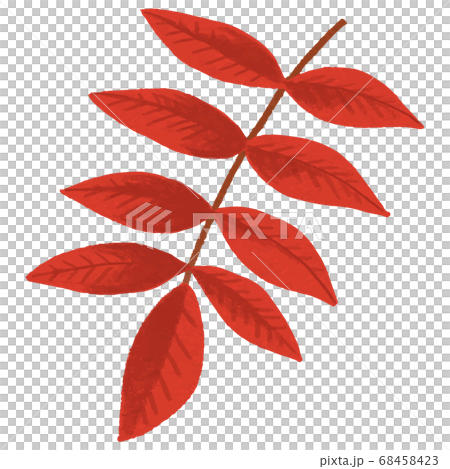 Illustration of rowan 68458423