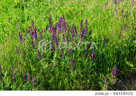 Woodland sage or Balkan clary (Salvia nemorosa) Woodland sage or Balkan clary (Salvia nemorosa) 68458429