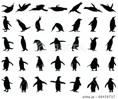 Black silhouettes of penguins on a white background Black silhouettes of penguins on a white background 68458737