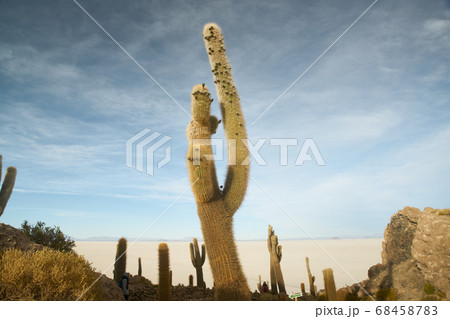 Captus and the Uyuni salar desert. South of Bolivia. Captus and the Uyuni salar desert. South of Bolivia. 68458783