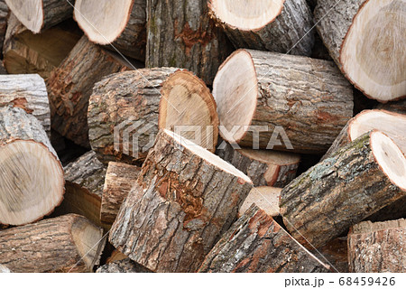切り株 68459426